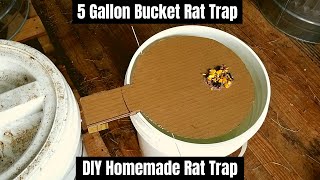 5 Gallon Bucket Rat Trap  DIY Homemade Rat Trap [upl. by Niwrad]