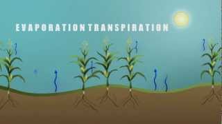 Understanding Evapotranspiration ET [upl. by Kcirreg]