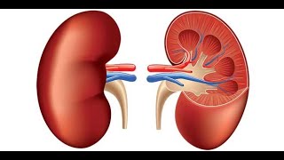 Physiology  Kidney  Lecture 6  KUreaCaH Plasma Clearance amp Micturation  2632018 [upl. by Yroj961]