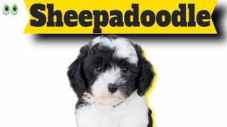 Sheepadoodle – Must Know Information and Facts of This Smart Dog Breed [upl. by Nivart]