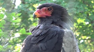 Bateleur かっこいいダルマワシ【Cute animal videos】【多摩動物公園】 [upl. by Seaton]