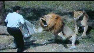 Fatal Lion Attack [upl. by Nett]