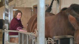 Equine Reproduction UK  3 day breeding short course AI tech training [upl. by Richardson]