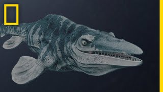 Mosasaurs 101  National Geographic [upl. by Arahset]