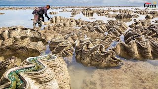 Harvest Giant Clam  Tridacna gigas  Fishermen Harvest Millions of Giant Clams This Way [upl. by Azalea]