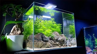 Shrimp Tank Tower Ep4 ROCK Hardscape How To Save An Aquascape No Filter No Ferts No co2 No Heater [upl. by Ara]