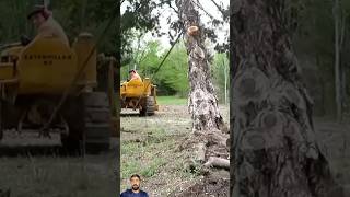 Usage of machine for removal of tree from roots  youtubeshorts heavyequipment viral trending [upl. by Ranique]