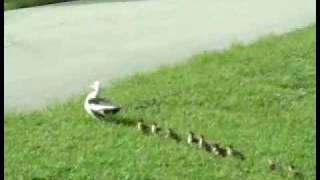 DUCKLINGS Crossin the road D [upl. by Spanos]