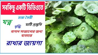 Coin Plant এর চারা কিভাবে করতে হবে  কিভাবে যত্ন করতে হবে Propagating Coin Plants and cares [upl. by Oramug]