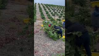 Cosecha de uva para vino zinfandel grape shortsyoutube agricultura [upl. by Tewell]