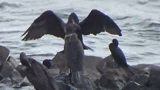 Cormorants Amazing Fishing Birds amp Feathery Friends 💖 Wildlife Video💖 Indian Birds Watching [upl. by Ruelu997]