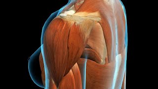 Deltoid Muscle Injury [upl. by Waverly]