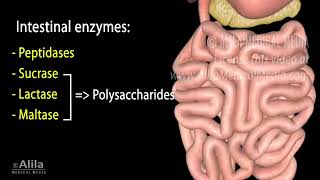 DIGESTIVE SYSTEM PHYSIOLOGY MEDICOKNOWLEDGE [upl. by Yerfoeg]