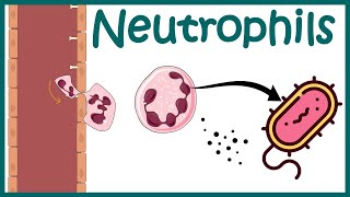 Neutrophil and its role in immunity Neutrophil in antibacterial immunity Functions of neutrophils [upl. by Bat932]