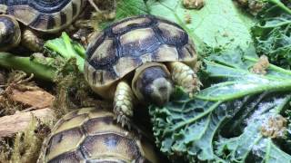 Watch baby marginated Tortoise chowing down on some kale caution super cute [upl. by Kcered]