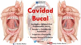 Anatomía  Cavidad Bucal Paredes Contenido Irrigación Inervación [upl. by Georgia57]