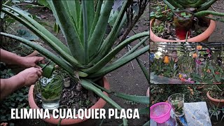 Como eliminar hongos y plagas de tus cultivos con SÁBILA O ALOE VERA Receta cacera [upl. by Airres628]