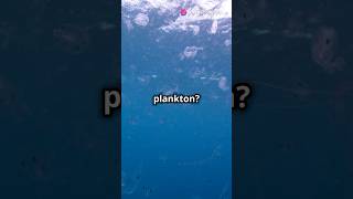 The Secret Life of Plankton  ai facts plankton [upl. by Nhar443]