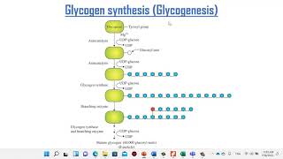 Glycogen metabolism and glycogen storage diseases [upl. by Ateerys91]