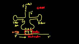 Genetik 8 Der genetische Code  Aminoacetyl  tRNA  Synthetase [upl. by Nabal]