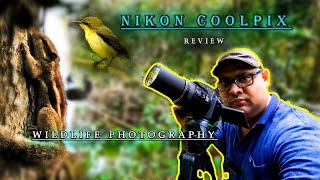 Bird Photography  Nikon Coolpix P900 Review  Wildlife Photography [upl. by Eleph]