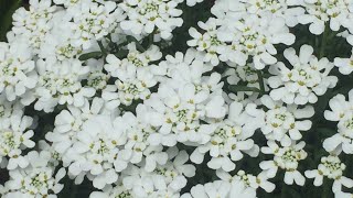 Candytuft Iberis Sempervirens  Prune After Spring Bloom  May 18 Will They Rebloom [upl. by Petrick103]