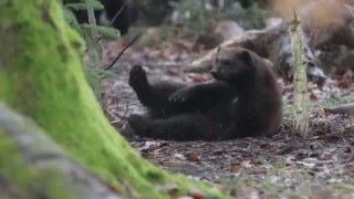 un glouton ou carcajou se roule de bonheur au Parc SainteCroix  janv 2016 [upl. by Victor563]