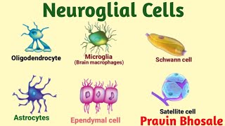 Neuroglial cells  Glial cells  Oligodendrocytes  Microglia  Astrocytes  Ependymal Schwann cells [upl. by Johen]