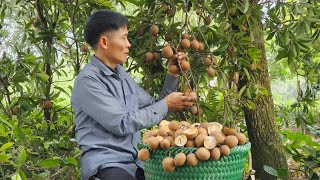 Harvesting Sapodilla Fruit goes to the market sell  Make a dog house  Solo Survival [upl. by Nohtanoj268]