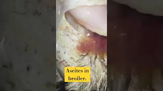 Ascites in broiler poultry foryou poultrydisease broiler breeder poultry [upl. by Colene]