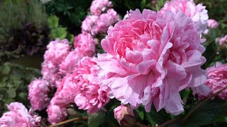 Romantic Peonies at Their Peak Bloom 🌸 Adelman Peony Gardens Salem Oregon 🌸 [upl. by Imoin]