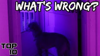 Top 10 Scary Times Dogs Sensed Evil  Part 2 [upl. by Haff513]