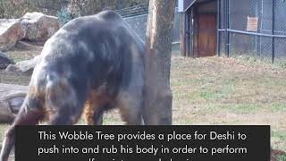 Deshis New Wobble Tree [upl. by Uhsoj]