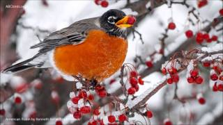 American Robin Song [upl. by Hildagard]