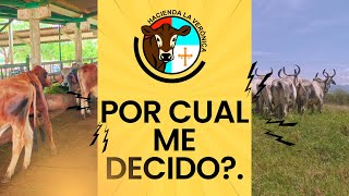 POR CUAL ME DECIDO [upl. by Deevan]