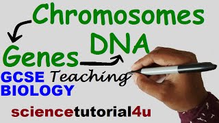 DNA CHROMOSOMES GENES amp ALLELES GCSE Science Biology [upl. by Dry]