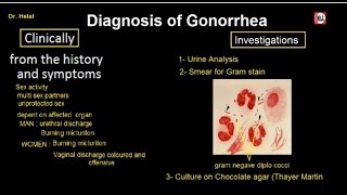 Gonorrhea 2 Diagnosis of Gonorrhea [upl. by Aneehsyt137]