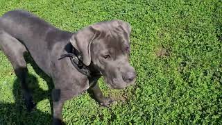 Bruce The Cane Corso 95 month old 50 KG 110 Lbs [upl. by Atineg]