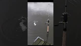 HOW TO CATCH PIKE 975 OF THE TIME IN LOCAL LAKES fishing pike [upl. by Feinleib918]