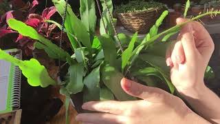 Orchid Cactus Growing Care And Propagation Part 1 [upl. by Erich]