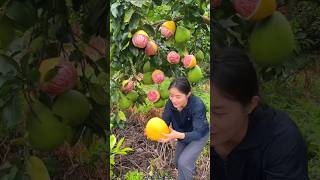 Beautiful Landscape Pomelo Fruit Farm  Sweet Pink Pomelo shorts satisfying fruit farming [upl. by Llertnom]