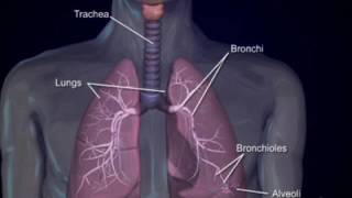 Respiratory system4 bronchi and bronchioles [upl. by Swayne]