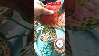 Pink Aglaonema plants care in winter season homedecor plants trending shorts nairakajahan [upl. by Finkelstein]