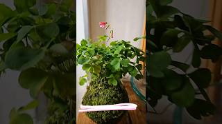 Transforme um Trevo Comum em uma Kokedama Incrível 🌿  DIY Fácil e Criativo Kokedama Trevo [upl. by Guadalupe]