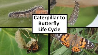 Caterpillar to Butterfly Life Cycle [upl. by Alathia]