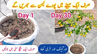 Orgenic fertilizer for lemon plant  Use only one tablespoon get heavy fruiting  Lemon care [upl. by Klos]