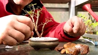 Starting Three New Bonsai Trees [upl. by Niai]