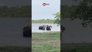 Sri Lankan Wild Elephant elephant srilanka travel udawalawa wildelephants [upl. by Dimah930]