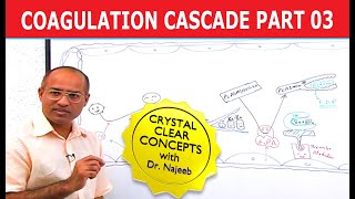 Coagulation Cascade  Part 312 [upl. by Nylrahs320]