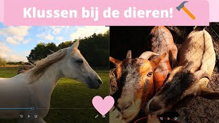 Geitenverblijf maken hooinetten schoonmaken en paarden blij op de weide l farmstorybyjolien [upl. by Leamiba]